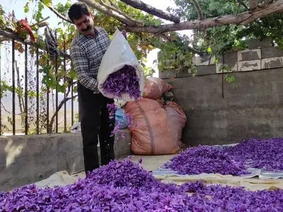 آغاز برداشت زعفران در استان چهارمحال و بختیاری