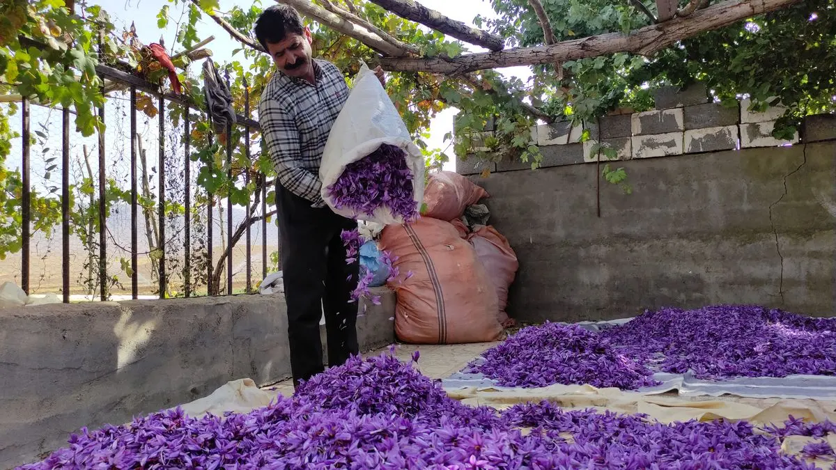 آغاز برداشت زعفران در استان چهارمحال و بختیاری