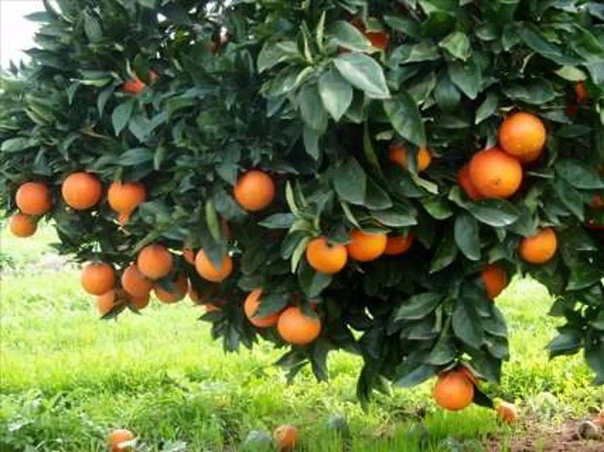 برداشت مرکبات در مازندران به اتمام رسیده است/ باغداران درز انبارها را با نایلون بپوشانند