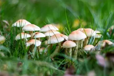از قارچ‌های خودرو در طبیعت به هیچ وجه استفاده نکنید

