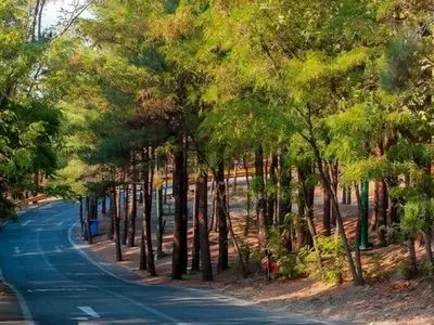 کاشت ۲۵ هزار اصله درخت در بوستان جنگلی چیتگر