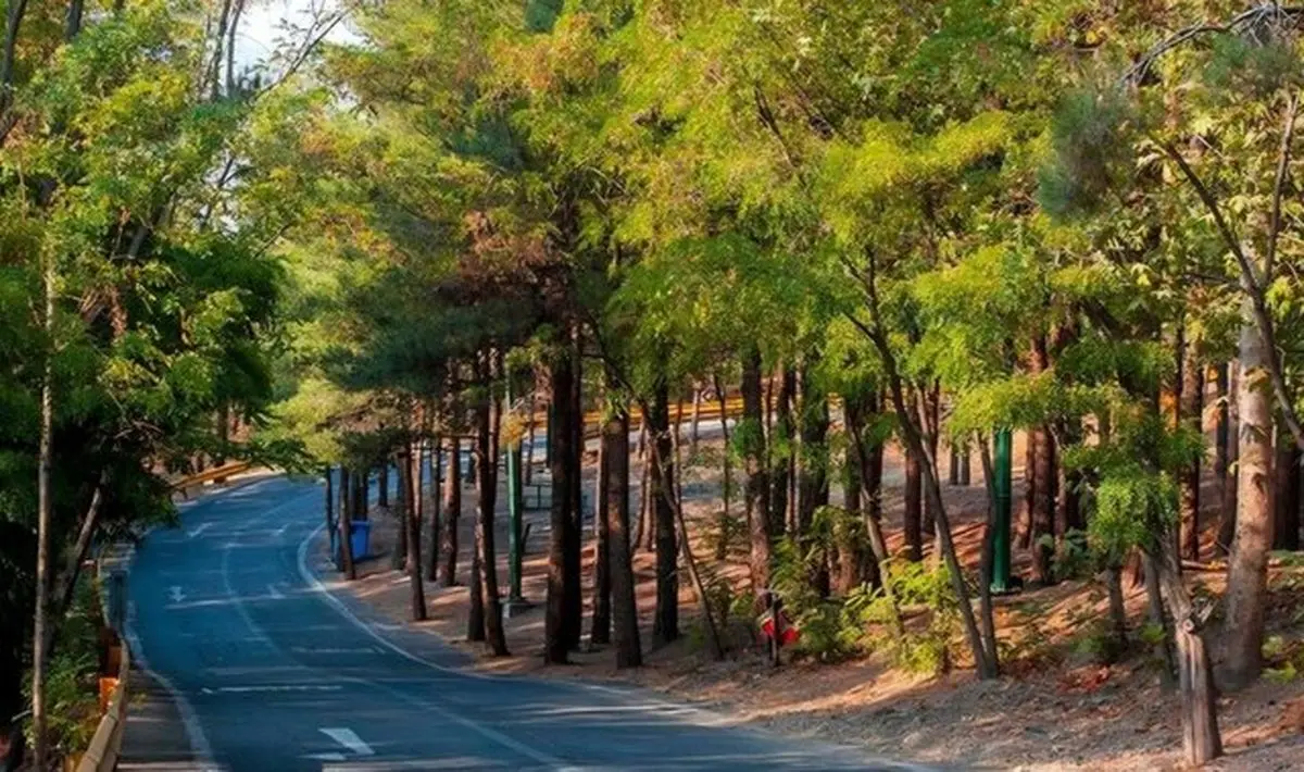 کاشت ۲۵ هزار اصله درخت در بوستان جنگلی چیتگر