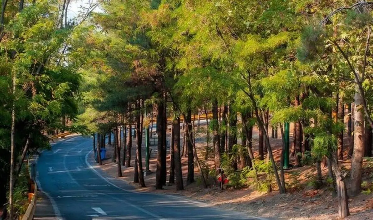 کاشت ۲۵ هزار اصله درخت در بوستان جنگلی چیتگر