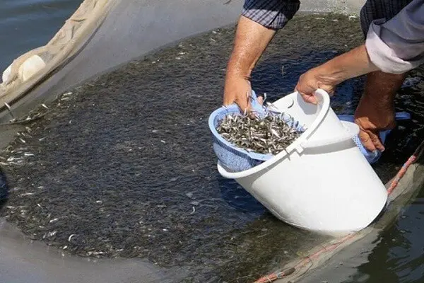 بازسازی ذخایر ماهیان دریای خزر به روش طبیعی