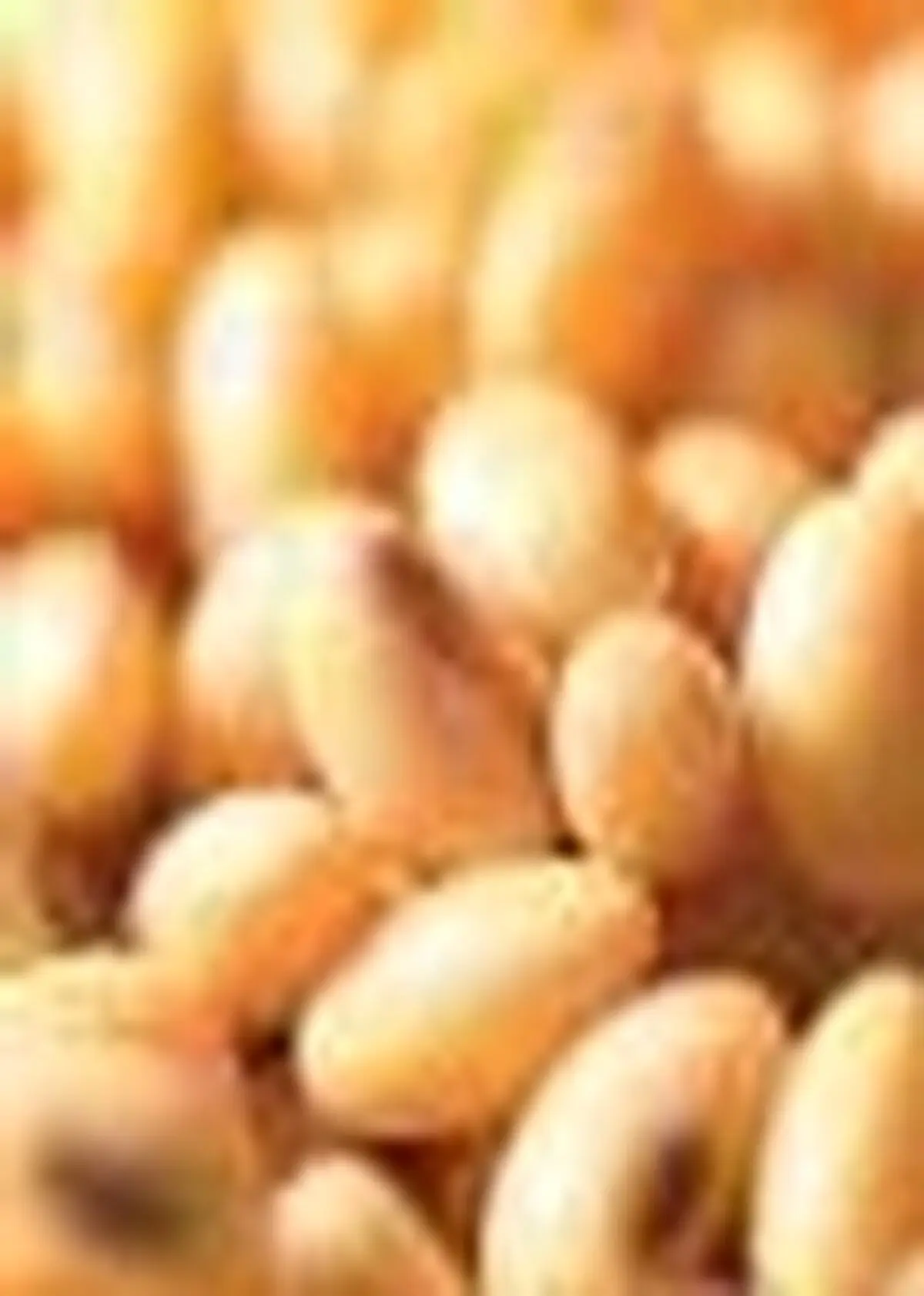 آغاز برداشت سویا در اراضی شهرستان نور