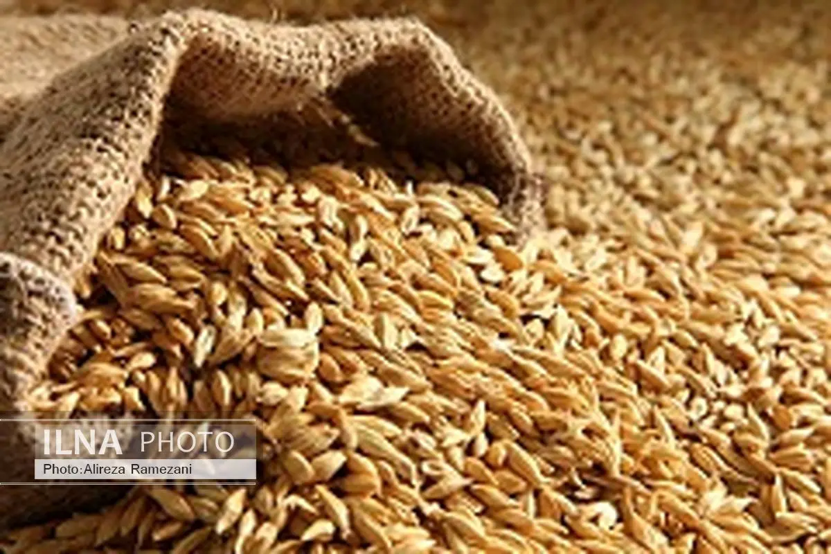 اجرای طرح قیمت تضمینی جو و ذرت در سال 1395
