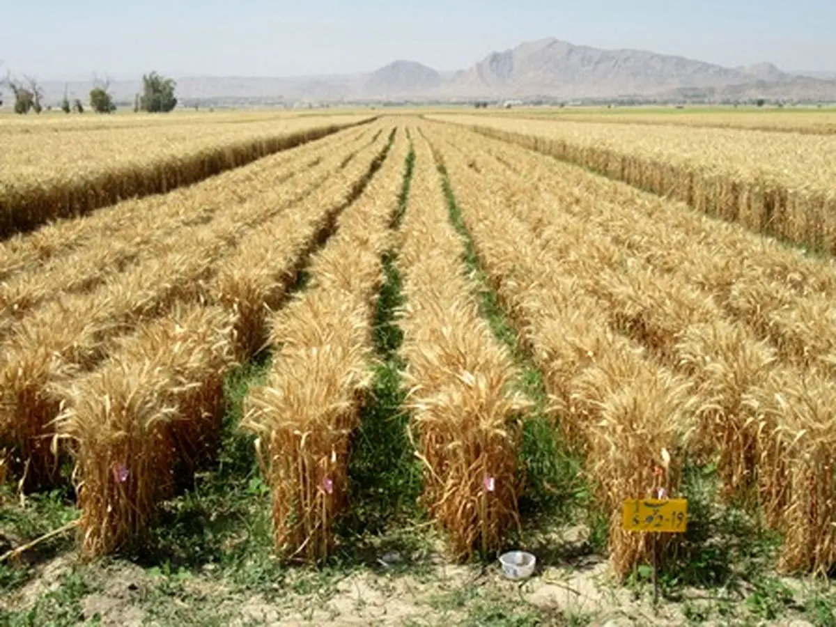 کاهش جدی تولید گندم در استان مرکزی به دلیل خشکسالی