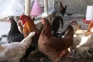 پرورش مرغ خانگی راهکاری برای رونق اقتصادی و امنیت غذایی خانواده‌ها
