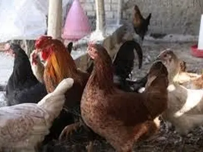 پرورش مرغ خانگی راهکاری برای رونق اقتصادی و امنیت غذایی خانواده‌ها 