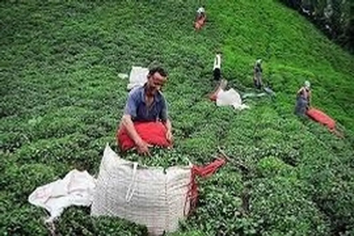 افزایش نرخ خرید چای موجب شادی کشاورزان گیلانی شد