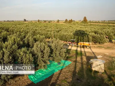 تولید بالغ بر ۱۹ هزارتن زیتون در فارس
