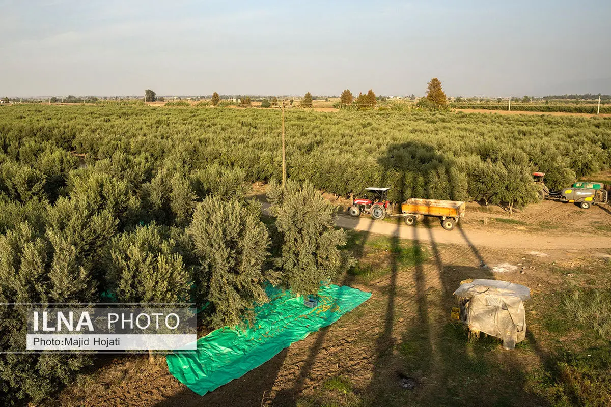 تولید بالغ بر ۱۹ هزارتن زیتون در فارس