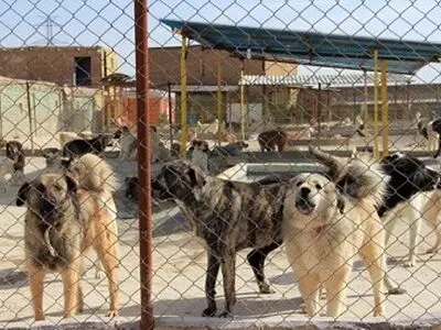 مراحل پایانی ساخت سایت زنده گیری سگ های ولگرد در اهواز