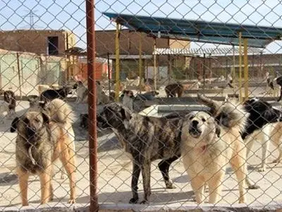 مراحل پایانی ساخت سایت زنده گیری سگ های ولگرد در اهواز