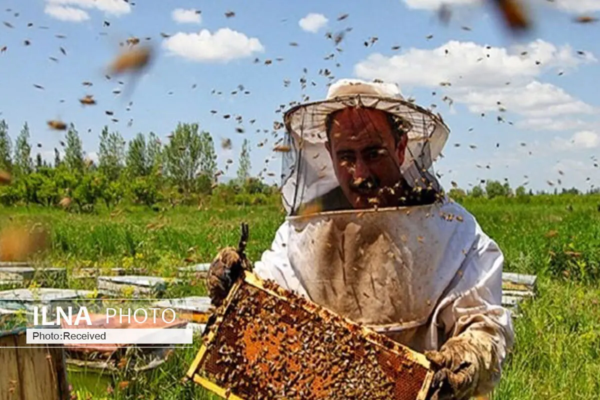 ایران تتبوأ المرتبة الرابعة عالمیاً فی انتاج العسل