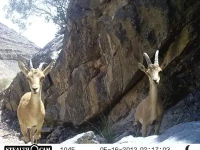 رشد جمعیت علفخواران در پناهگاه حیات‌وحش دره‌باغ فارس ثبت شد