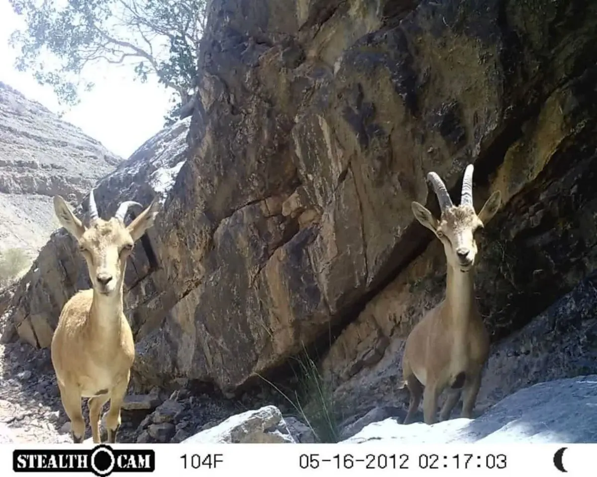 رشد جمعیت علفخواران در پناهگاه حیات‌وحش دره‌باغ فارس ثبت شد