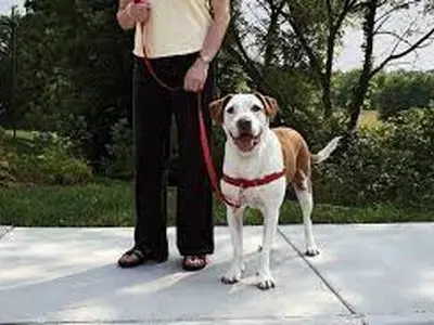 سگ‌گردانی در اصفهان ممنوع شد