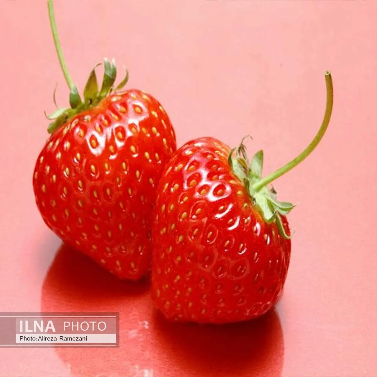 عرضه بدون رقیب 1200 تن توت فرنگی گلخانه‌ای توسط تولیدکنندکان استان زنجان