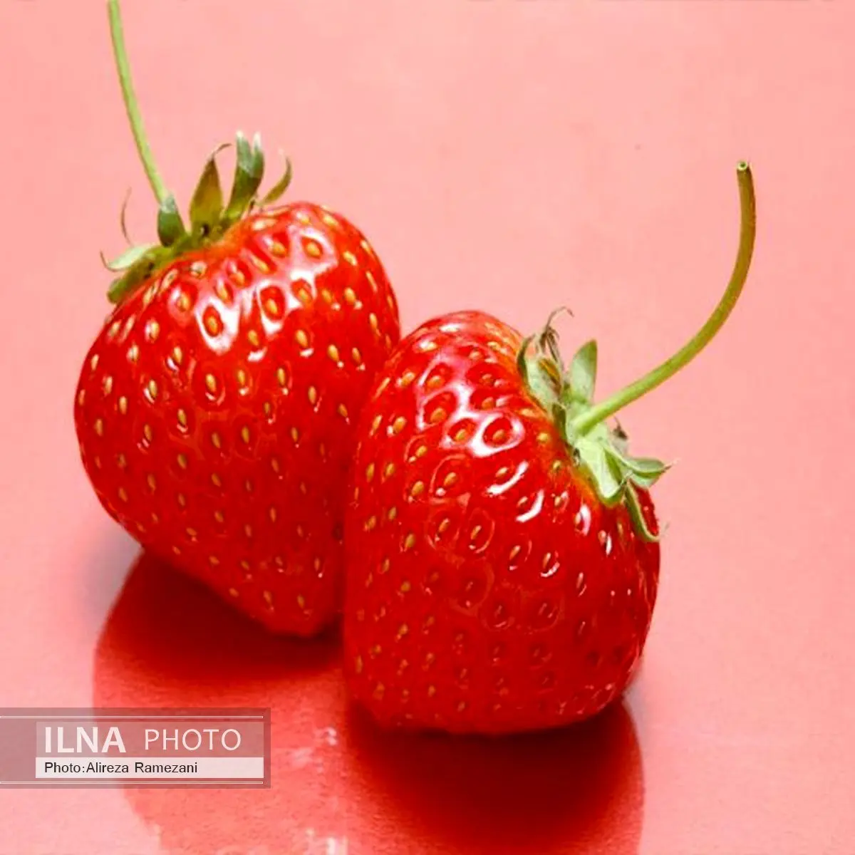 عرضه بدون رقیب 1200 تن توت فرنگی گلخانه‌ای توسط تولیدکنندکان استان زنجان