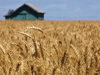 فرآیند پرداخت طلب گندمکاران گلستانی از پایان هفته شروع می شود