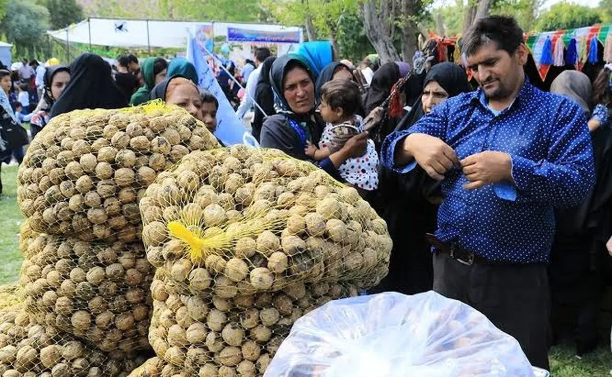 برگزاری جشنواره گردو در روستای طاد از توابع شهرستان تفرش