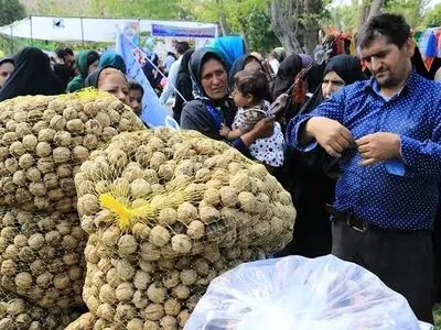 برگزاری جشنواره گردو در روستای طاد از توابع شهرستان تفرش