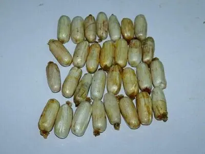 جاسازی عجیب مواد مخدر در فرودگاه/تصاویر