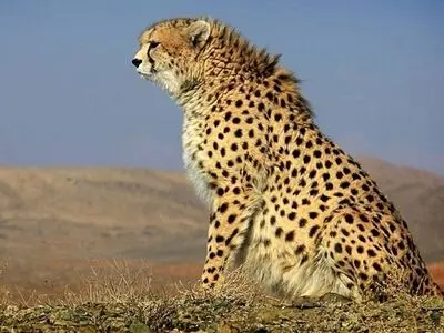 قصدی برای زنده‌گیری هیچ فردی از یوزپلنگ آسیایی برای تکثیر در اسارت نداریم