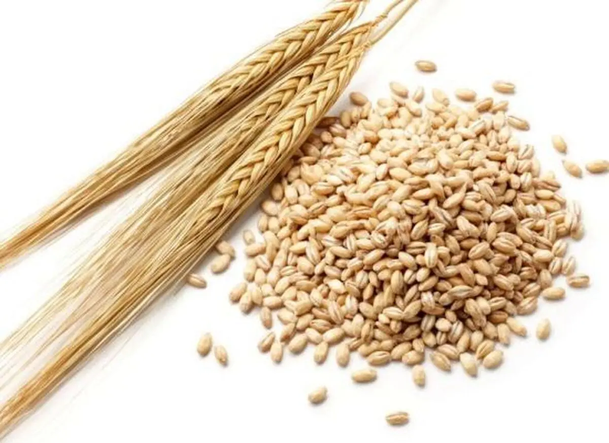 ترخیص جو وارداتی منوط به تاییدیه وزارت جهاد کشاورزی شد+ عکس 