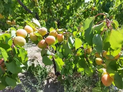 آغاز  اولین برداشت زردآلو از باغات تفتان در سیستان و بلوچستان