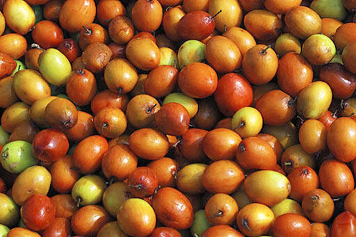 برای آرام کردن قلب در شرایط جنگی این دانه را بخورید