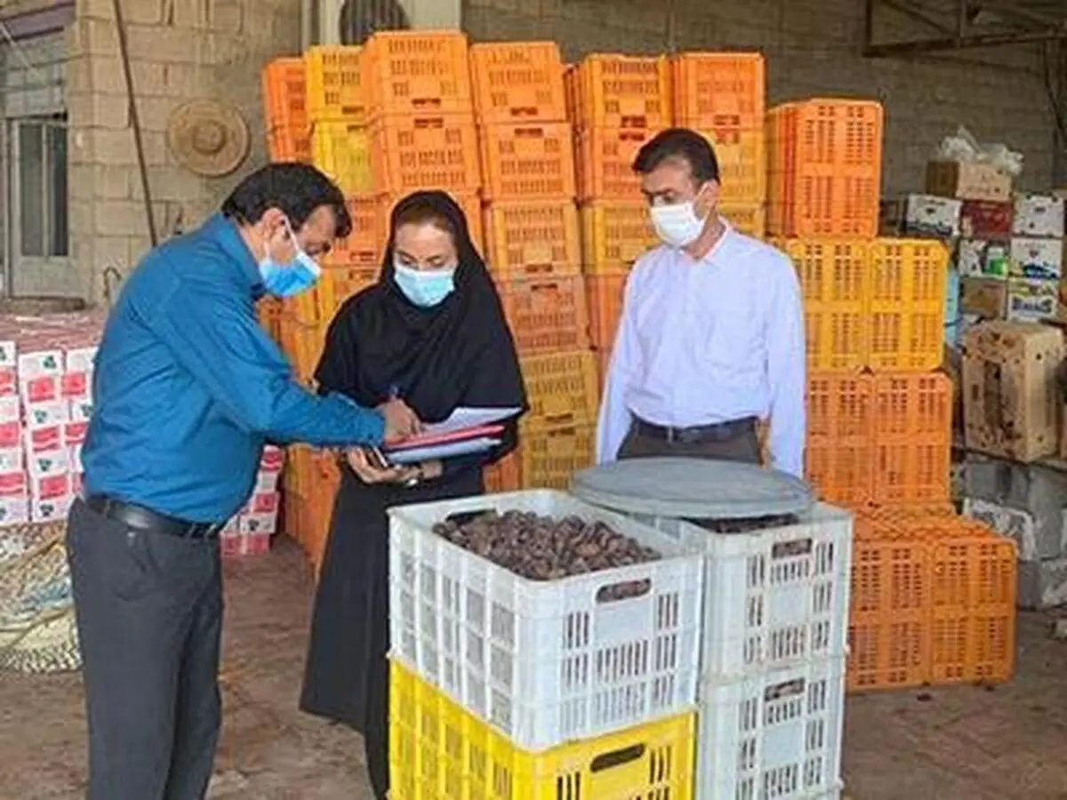  با قرص برنج ؛ شیرینی برداشت خرما را به کام همگان تلخ نکنید