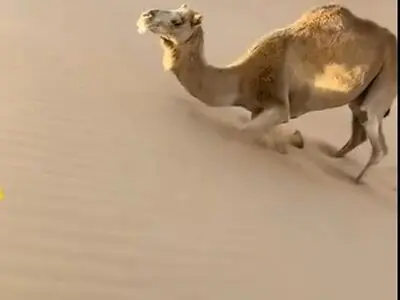 ترفند جالب یک شتر برای بالا رفتن از تپه شنی + فیلم