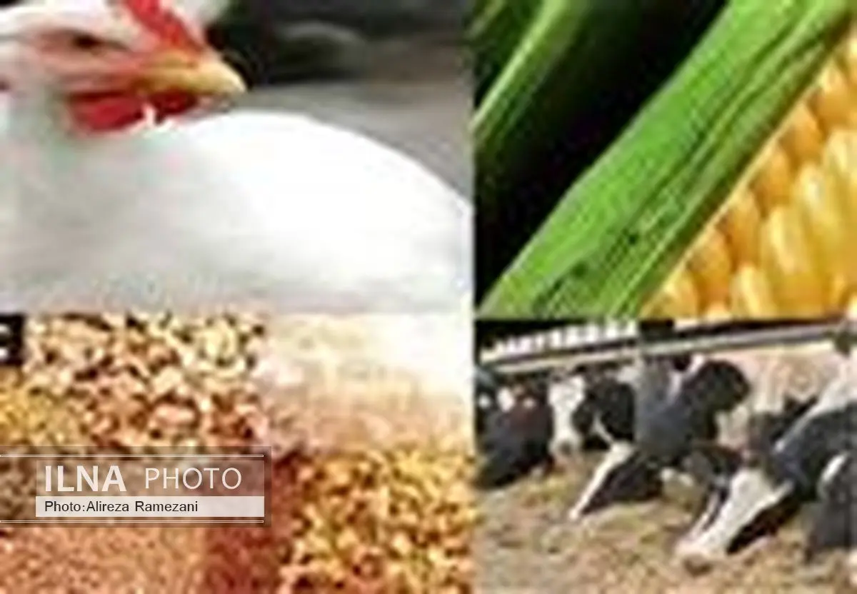 کاهش واردات برخی کالاهای اساسی در دولت یازدهم
