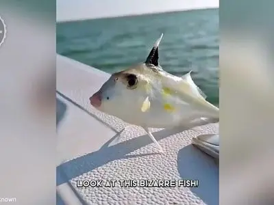 این ماهی با پا کف اقیانوس قدم می‌زند! + فیلم