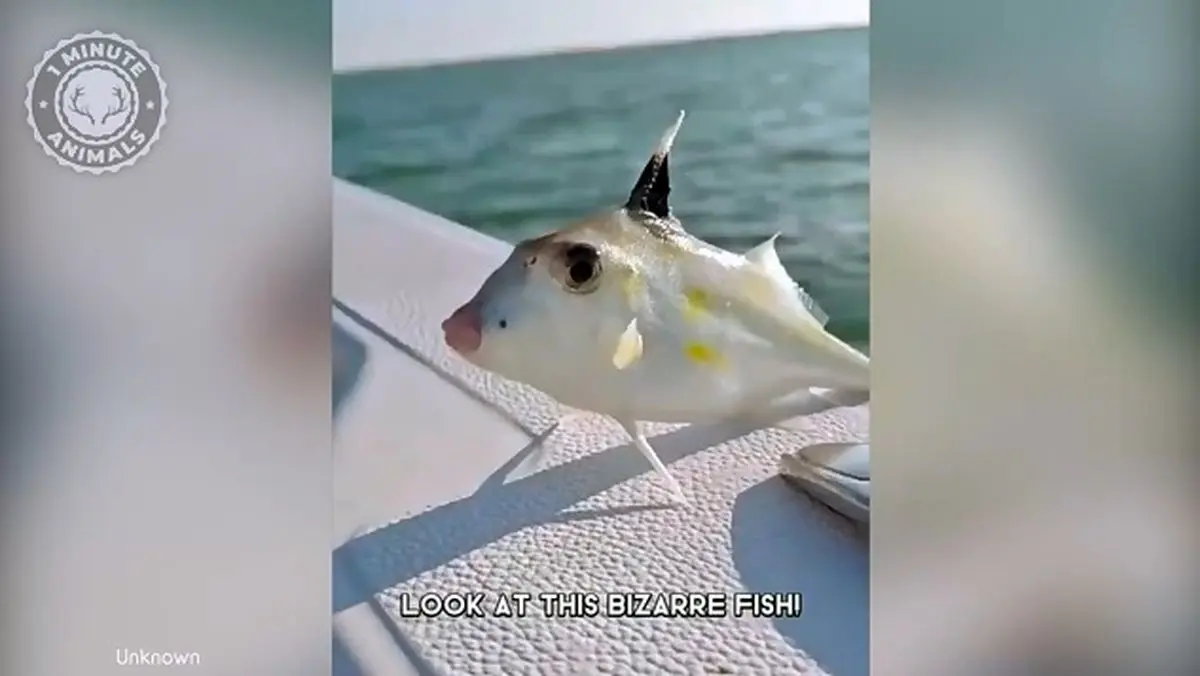 این ماهی با پا کف اقیانوس قدم می‌زند! + فیلم