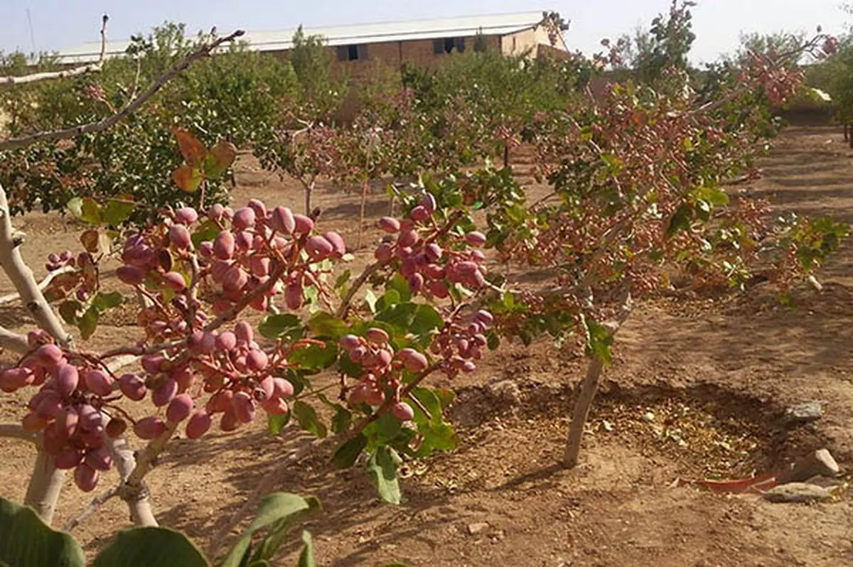 کشت پسته در آذربایجان غربی توسعه می یابد