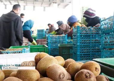 صادرات بیش از ۳۷ هزار تن کیوی و نارنگی از مازندران تا اول آبان