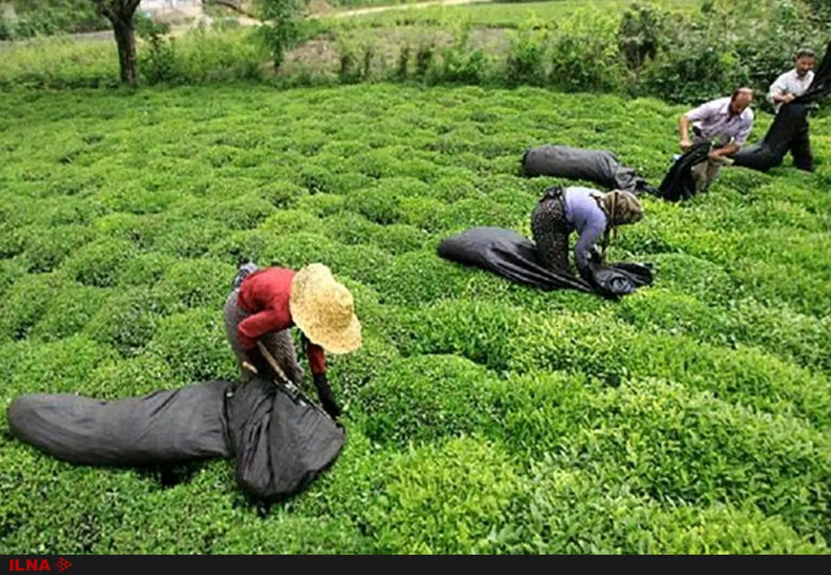 پیش بینی تولید ۱۲۰ هزار تن برگ سبز چای در سال جاری/ تاثیر حمایت از چای داخلی بر بالا رفتن کیفیت تولید