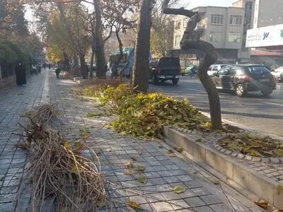 آغاز هرس ۲۰ هزار درخت در معابر و بوستان‌های مرکز شهر تهران