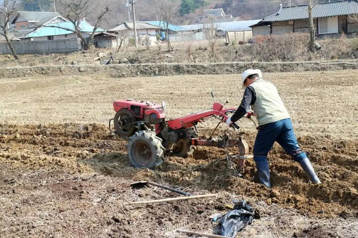 مرگ یک کارگر سردشتی  با دستگاه کولتیواتور 