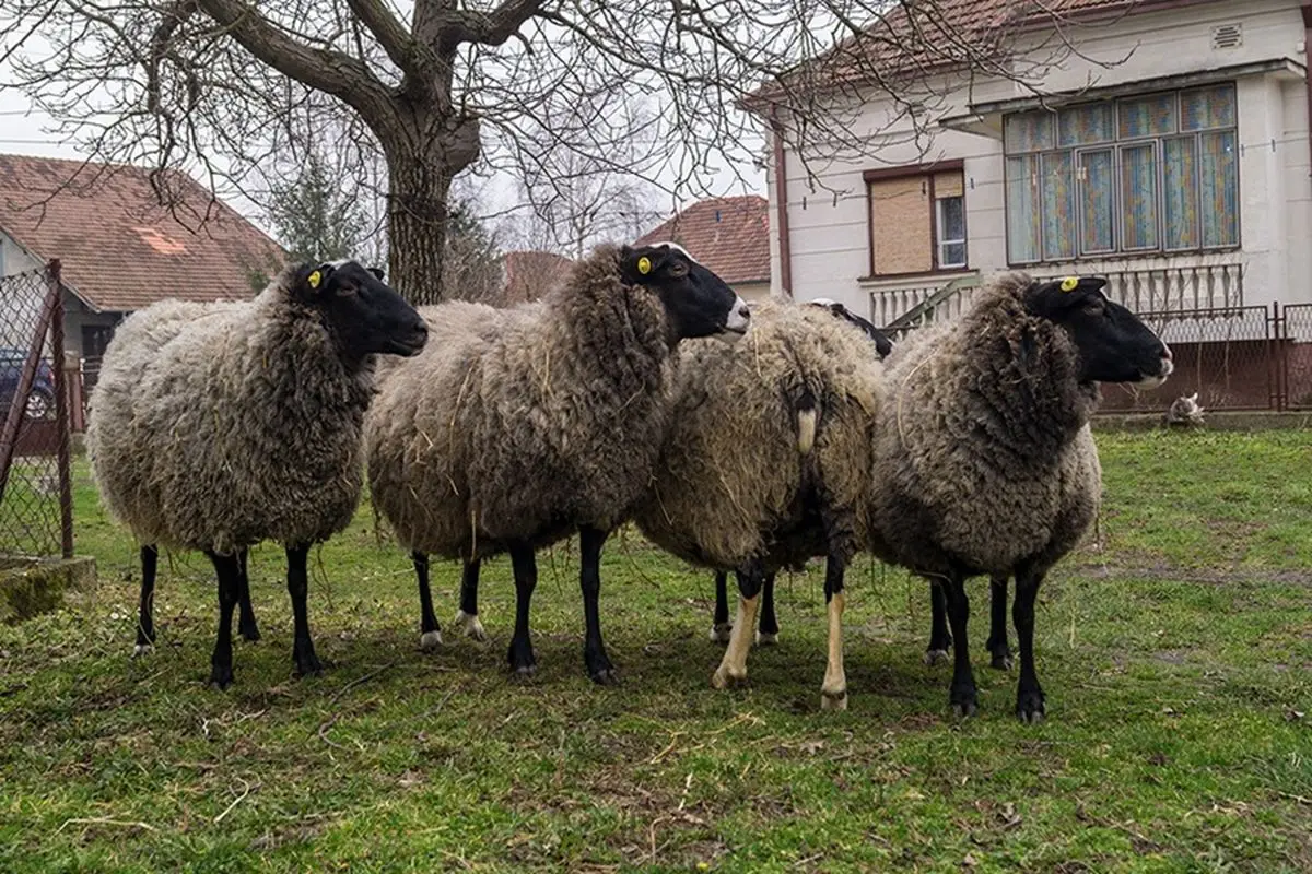 اصلاح نژاد گوسفندان بومی در بخش رخ خراسان رضوی