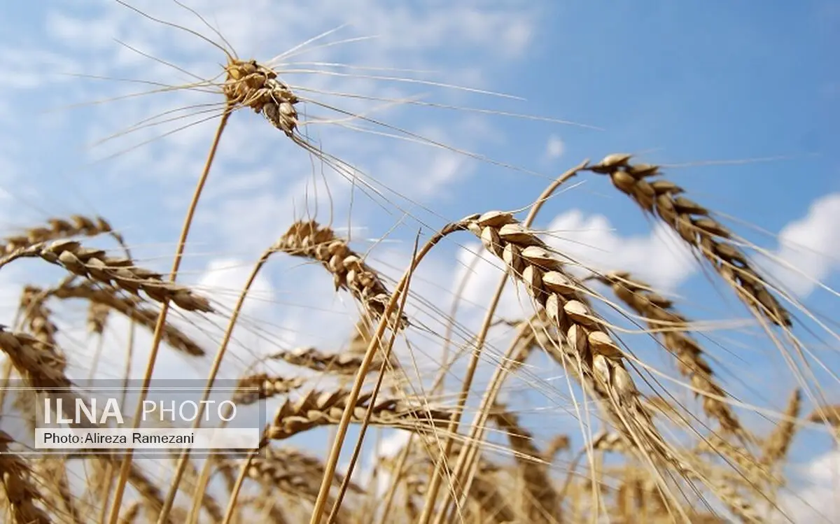 پیش‌بینی تولید بیش از 700 هزار تن گندم در آذربایجان غربی