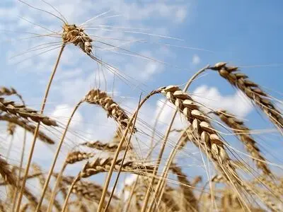 پیش‌بینی تولید بیش از 700 هزار تن گندم در آذربایجان غربی