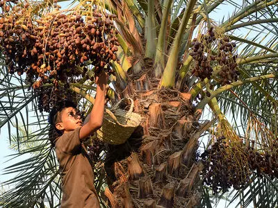 خلاقیت فوق العاده هندی ها در باغداری+ فیلم