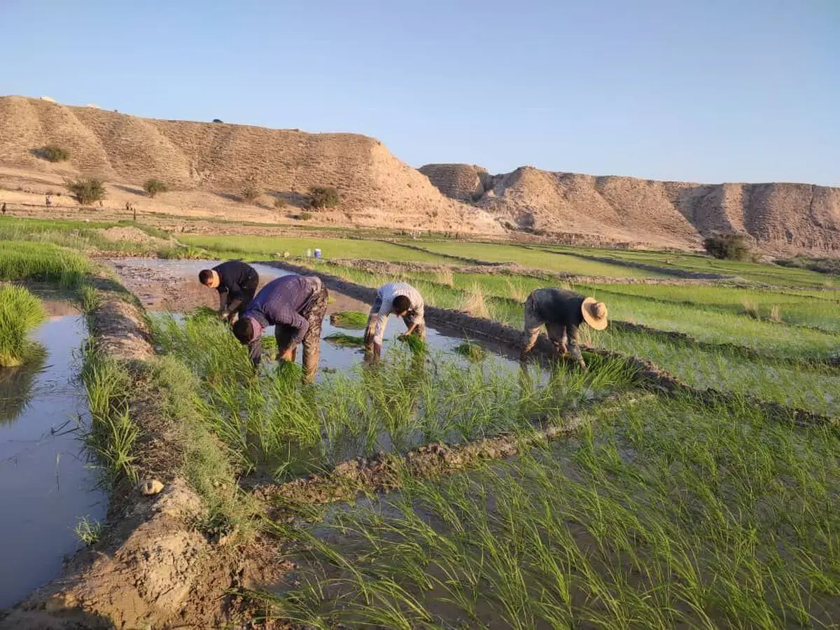 به بهانه ۲۴ مهر، گاه برداشت محصول برنج «روز جانکی»   
