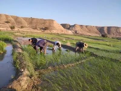به بهانه ۲۴ مهر، گاه برداشت محصول برنج «روز جانکی»   
