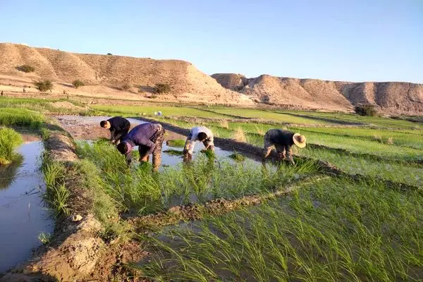 به بهانه ۲۴ مهر، گاه برداشت محصول برنج «روز جانکی»   
