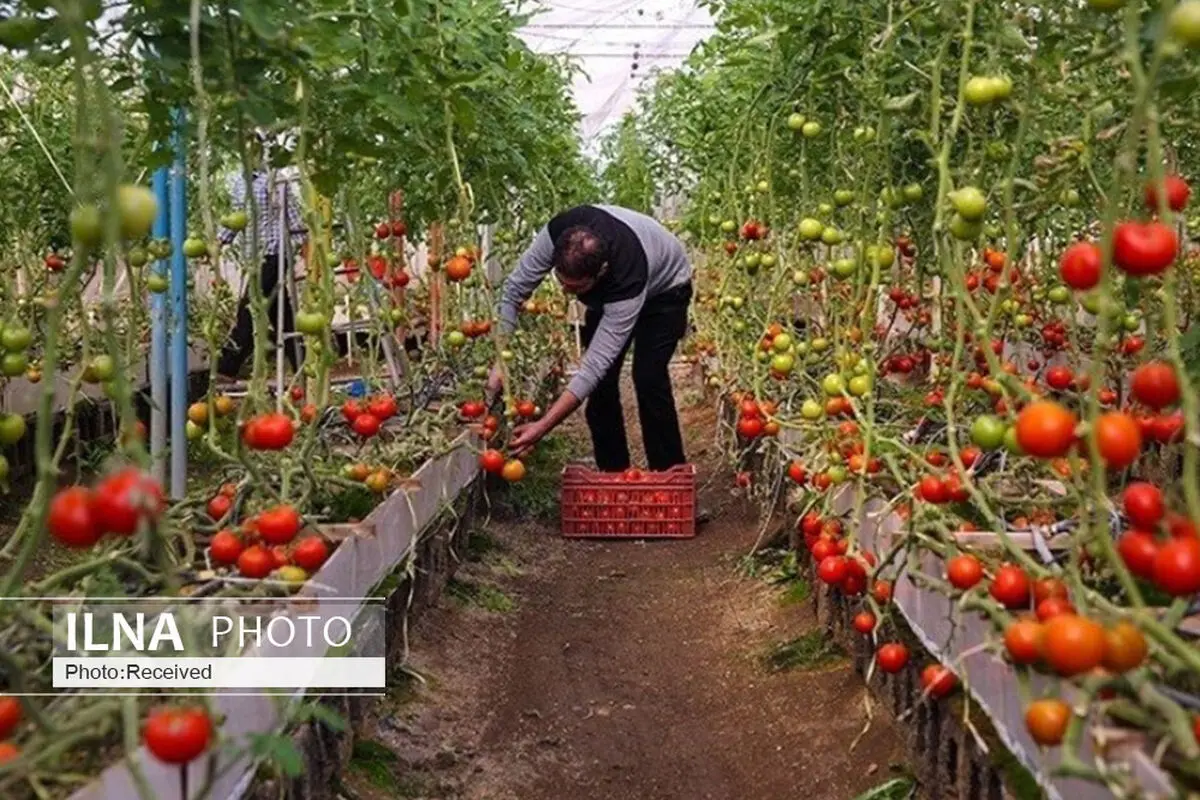 آبیاری نوین و کشت گلخانه‌ای، راهکاری مناسب برای بحران کم آبی/ضرورت حمایت از تولید محصولات دارای استراتژی غذایی